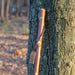 Wooden walking stick with a tag leaning against a tree in a forest setting