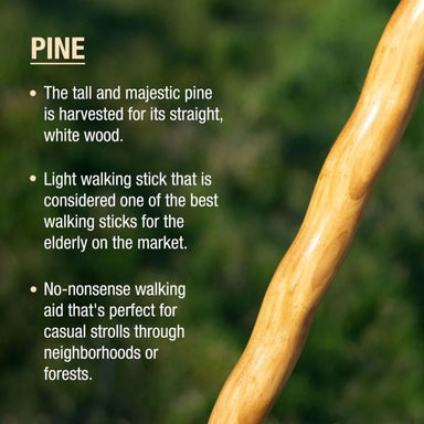 Wooden walking stick with text about pine wood and its uses.