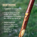 Hawthorne wood stick with text about its properties on a blurred green background