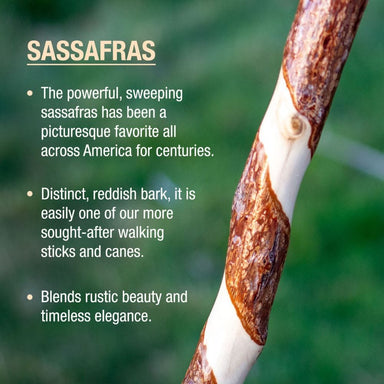 Sassafras branch with text describing its characteristics